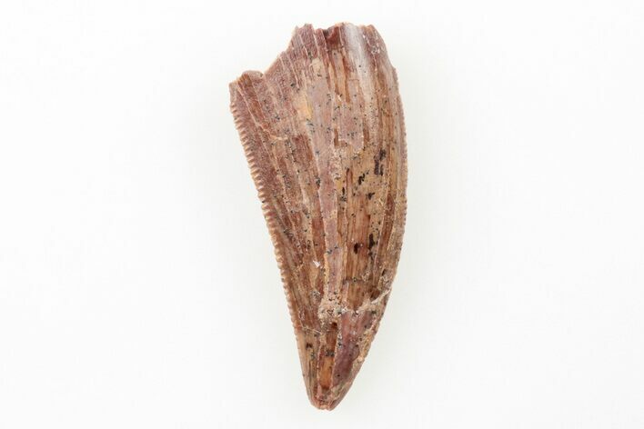 Serrated, Raptor Tooth - Real Dinosaur Tooth #196389